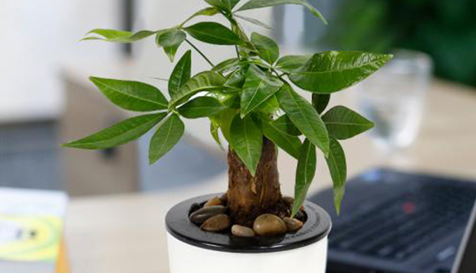 上海辦公室裝修招財(cái)風(fēng)水招財(cái)樹